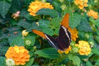 DSC 1597  Jardin des Papillons